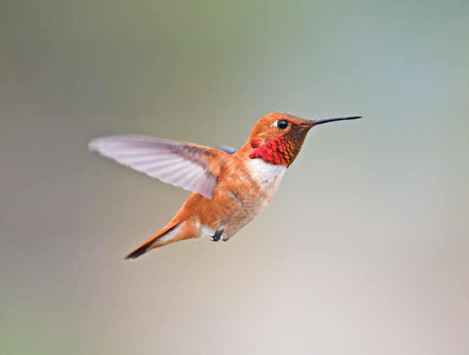 bird-Rufous Hummingbird