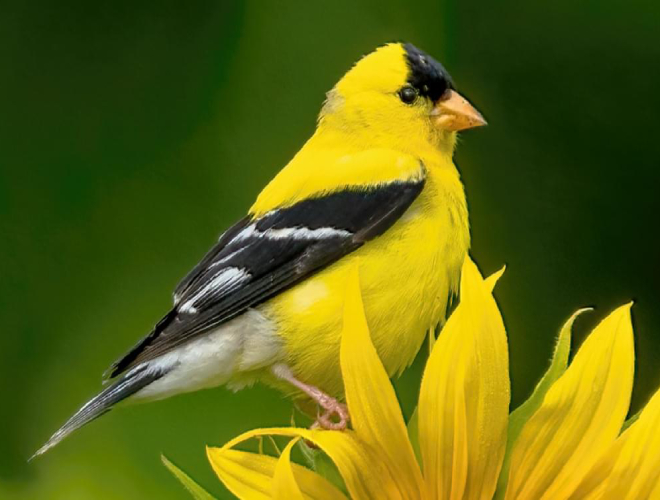bird-american goldfinch