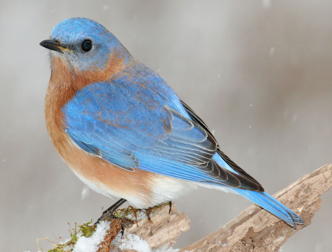 bird-eastern bluebird