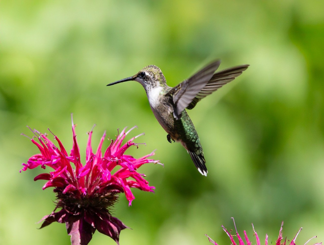 bird-hummingbird-2
