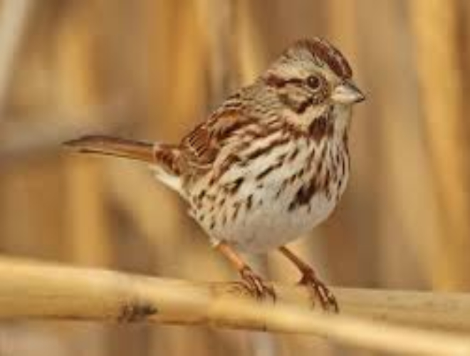 bird-song sparrow